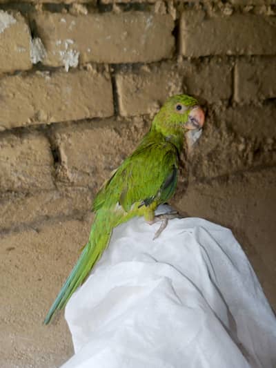 Green parrot