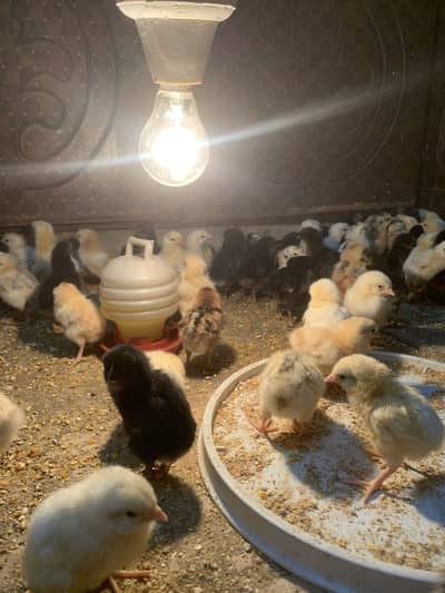 golden misri chicks