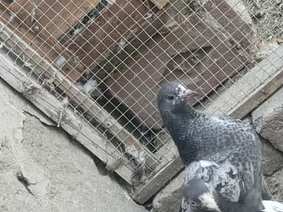 baby pigeon for sale