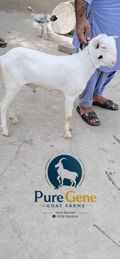 Gulabi munda tedda male age 7 months
