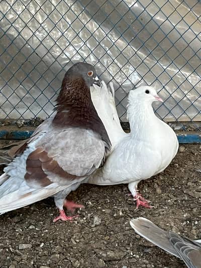 Qasid Pigeon-Lakkay For Sale