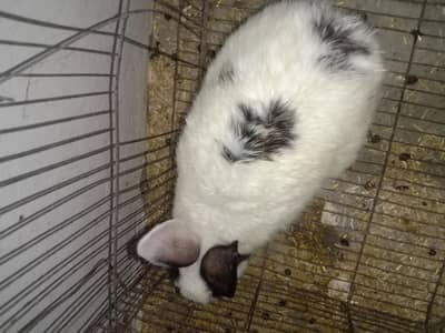 breeder male rabbit for sale 03224186572