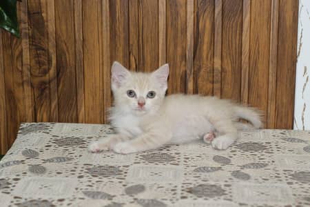 Persian kitten sale