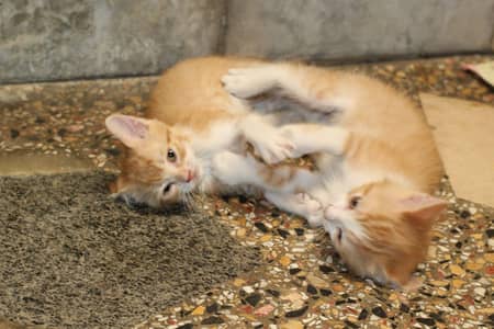 Persian kitten sale