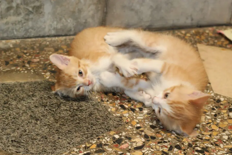 Persian kitten sale — photo 2