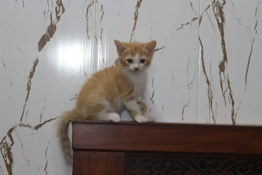 Persian kitten sale — photo 3