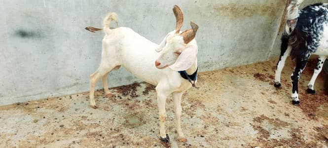 Goats setup for sell Bakra or Bakri