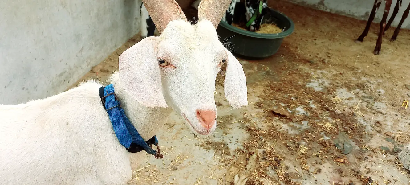 Goats setup for sell Bakra or Bakri — photo 2