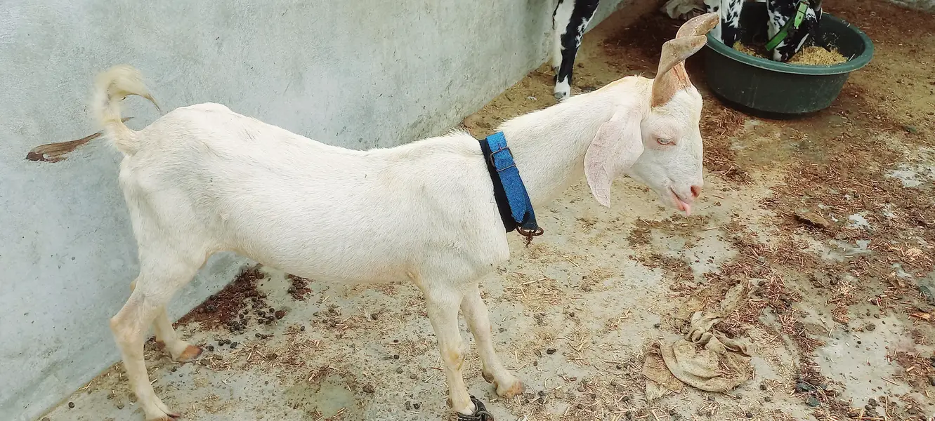 Goats setup for sell Bakra or Bakri — photo 3