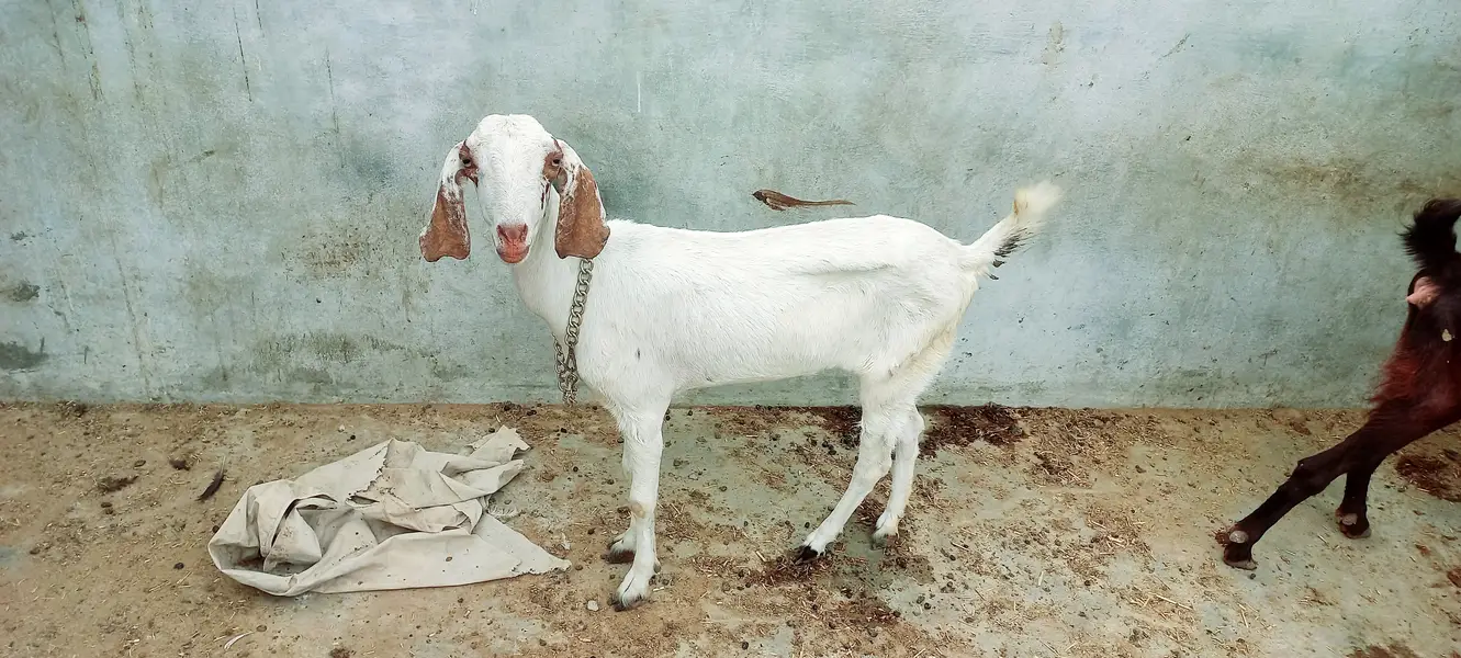 Goats setup for sell Bakra or Bakri — photo 4