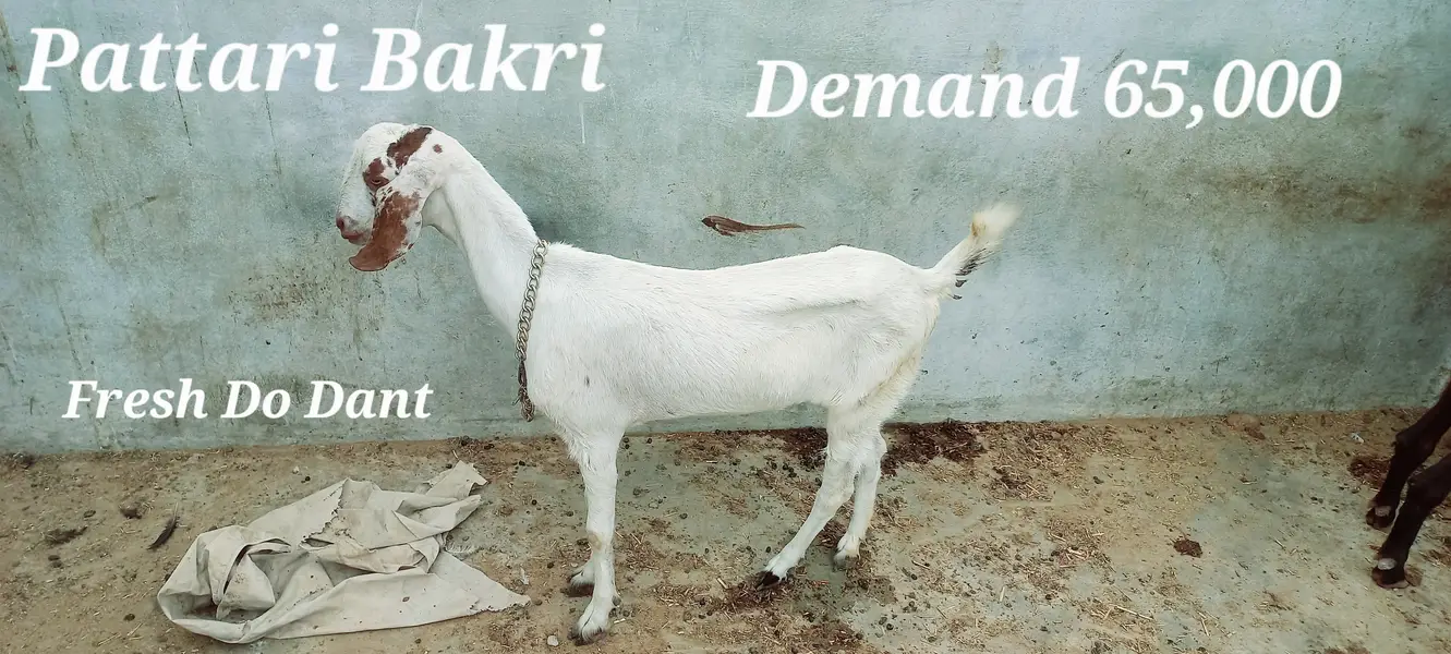 Goats setup for sell Bakra or Bakri — photo 5