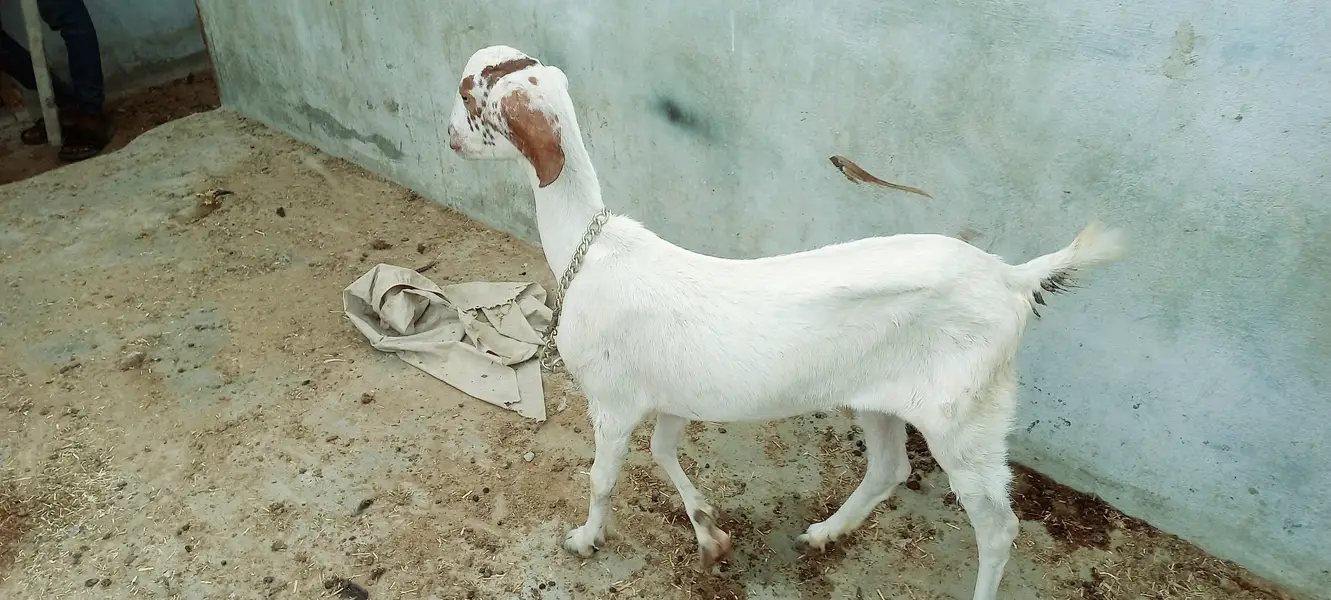 Goats setup for sell Bakra or Bakri — photo 6