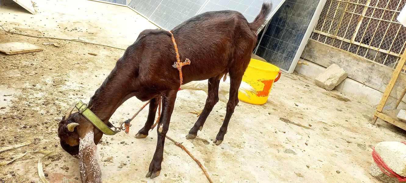 Goats setup for sell Bakra or Bakri — photo 7