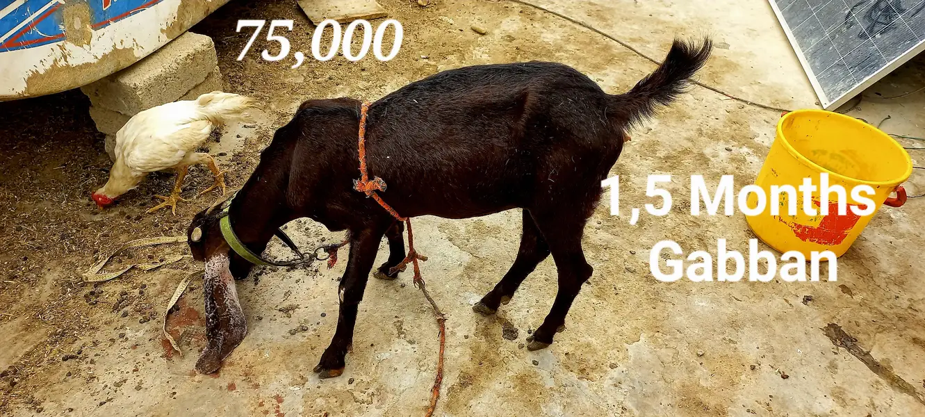 Goats setup for sell Bakra or Bakri — photo 8