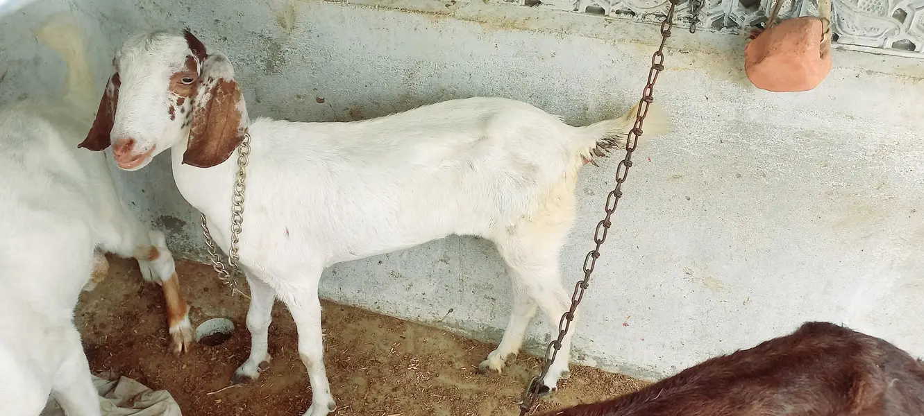 Goats setup for sell Bakra or Bakri — photo 9