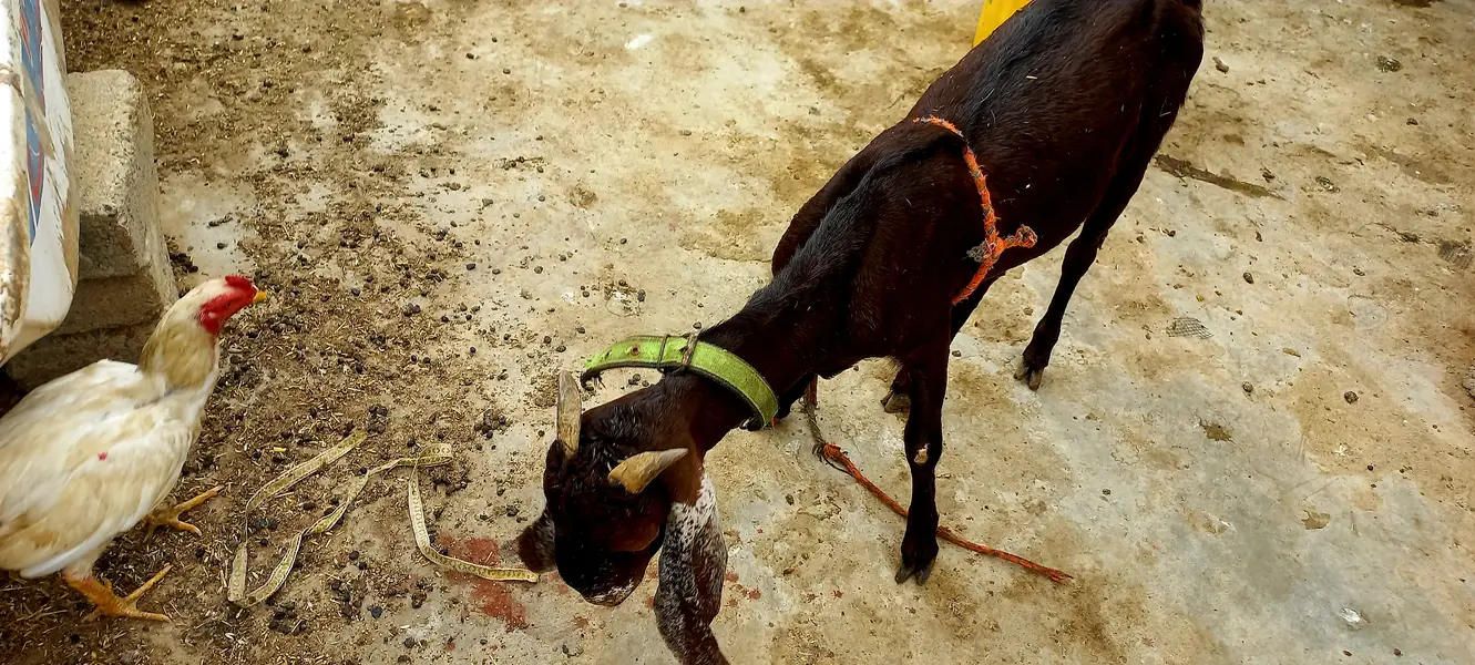 Goats setup for sell Bakra or Bakri — photo 10