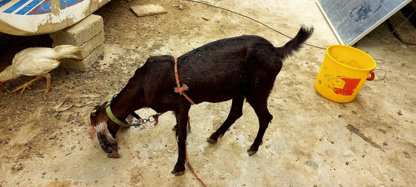 Goats setup for sell Bakra or Bakri — photo 11