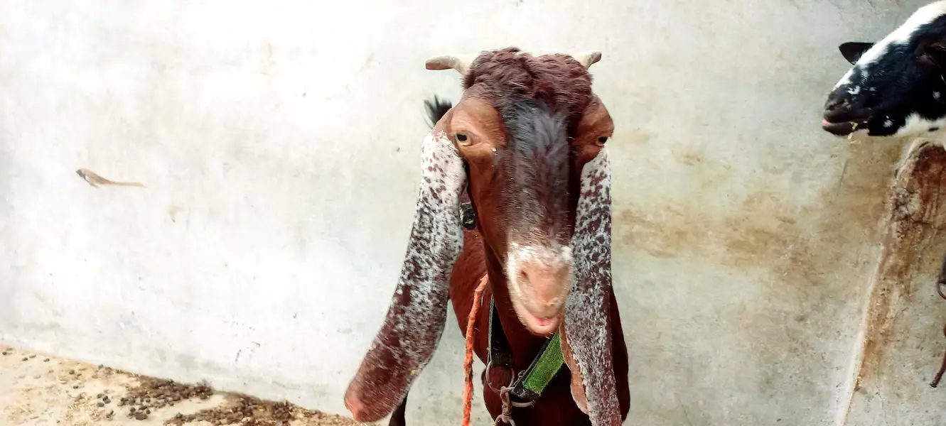 Goats setup for sell Bakra or Bakri — photo 12