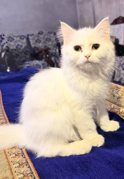 Persian cat