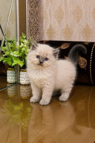 Persian Kittens | Triple Coated | Fluffy Kittens | For Sale | COD Ava