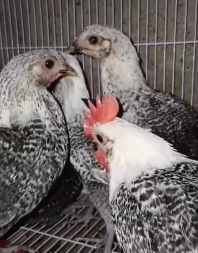 goldin astro lop rir foumi egg lying hem sale