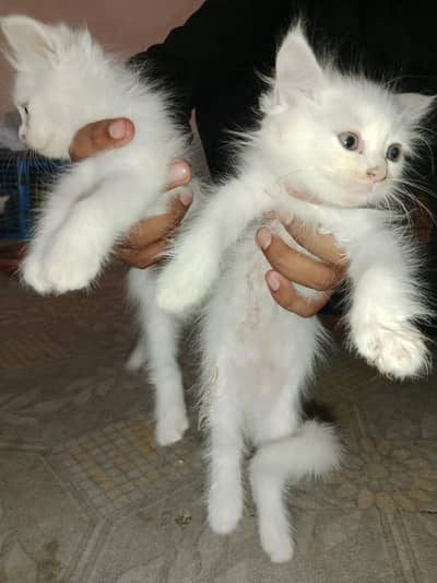 Persian kittens