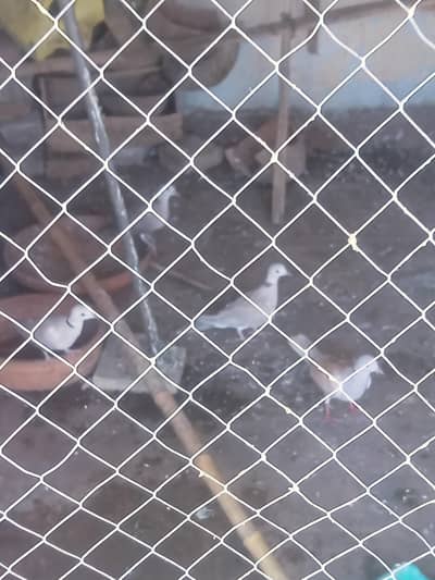 13 doves for sale