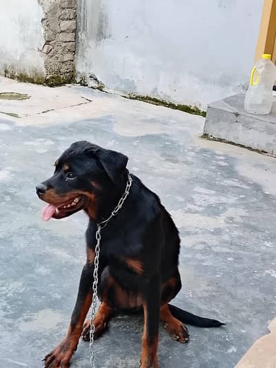 I want to sale My rottweiler female