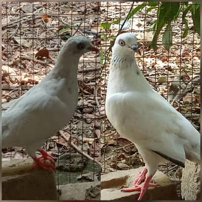 teddy pigeons pair for sale price is negotiable.