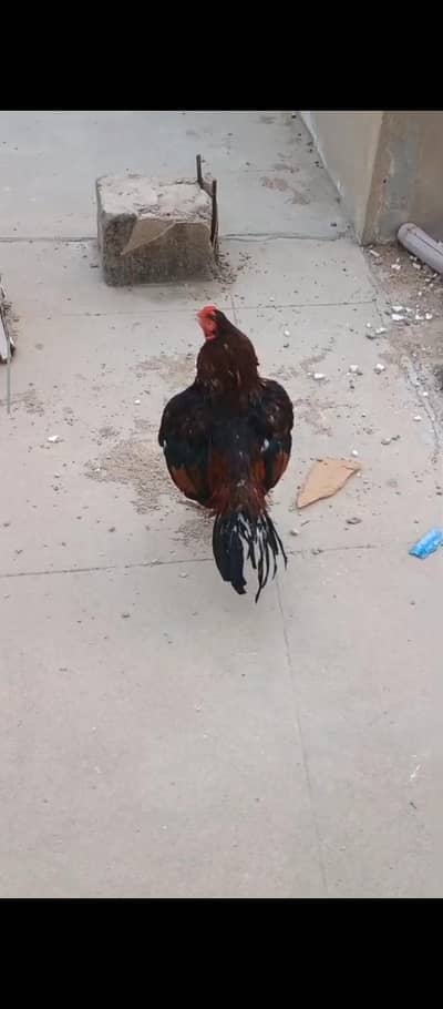High quality lakha murga