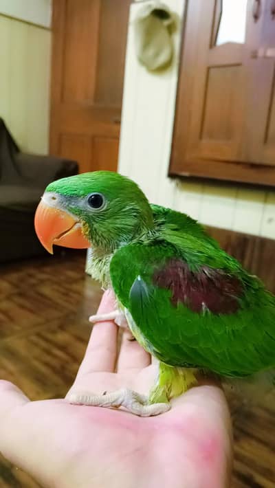 Parrot Chick