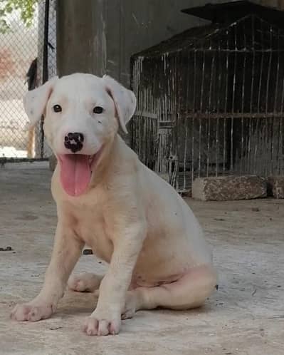 kohati gultair male puppy