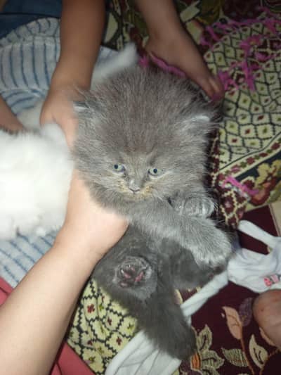 pure punch face triple coated kittens available age 55days