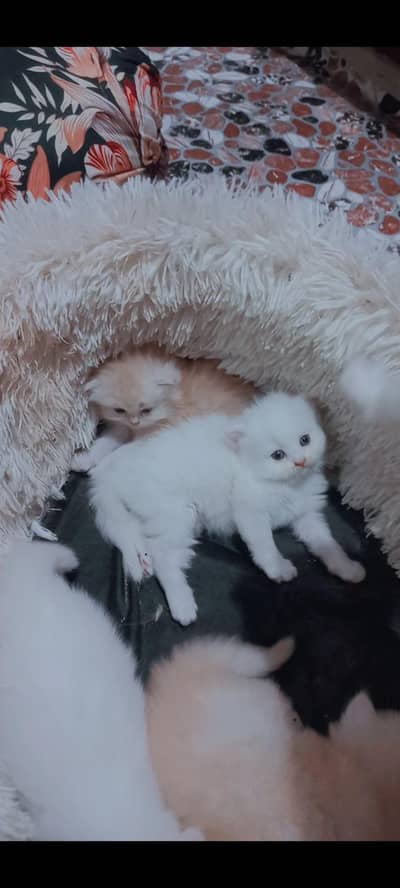 pure punch face triple coated kittens available age 55days