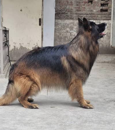 Quality puppies Available