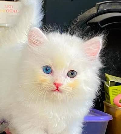 Persian cat for sale 2 month age available