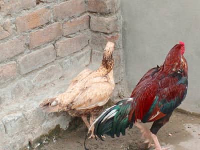Quality aseel pair for sale