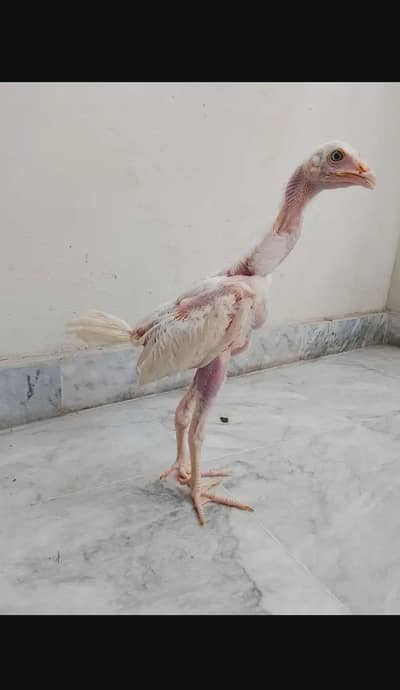 Aseel Chicks in pure quality