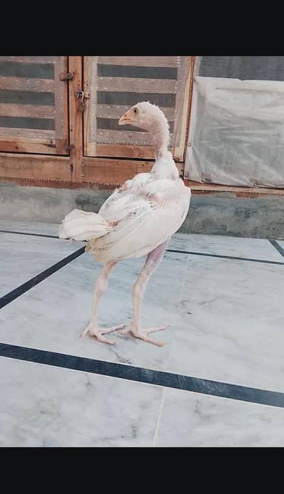Aseel Chicks in pure quality