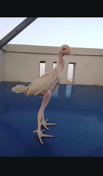 Aseel Chicks in pure quality