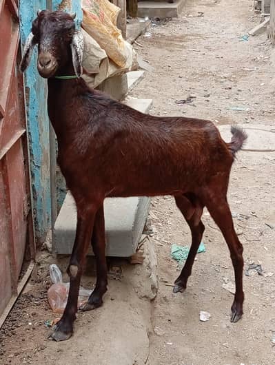 bakri khali ha haqeqa wagera kar sakte ho urgent sale
