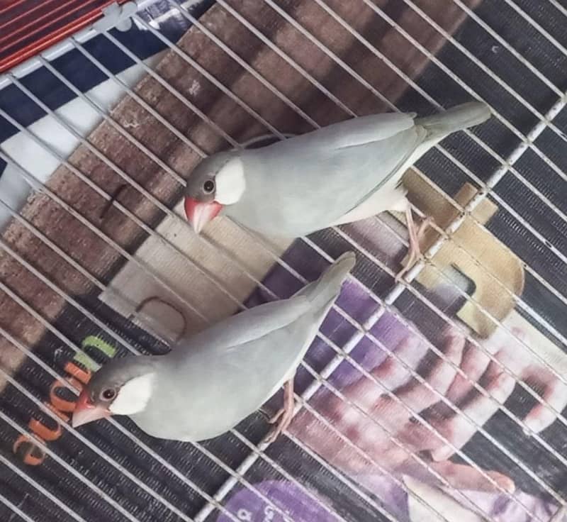 Silver Java finch 1