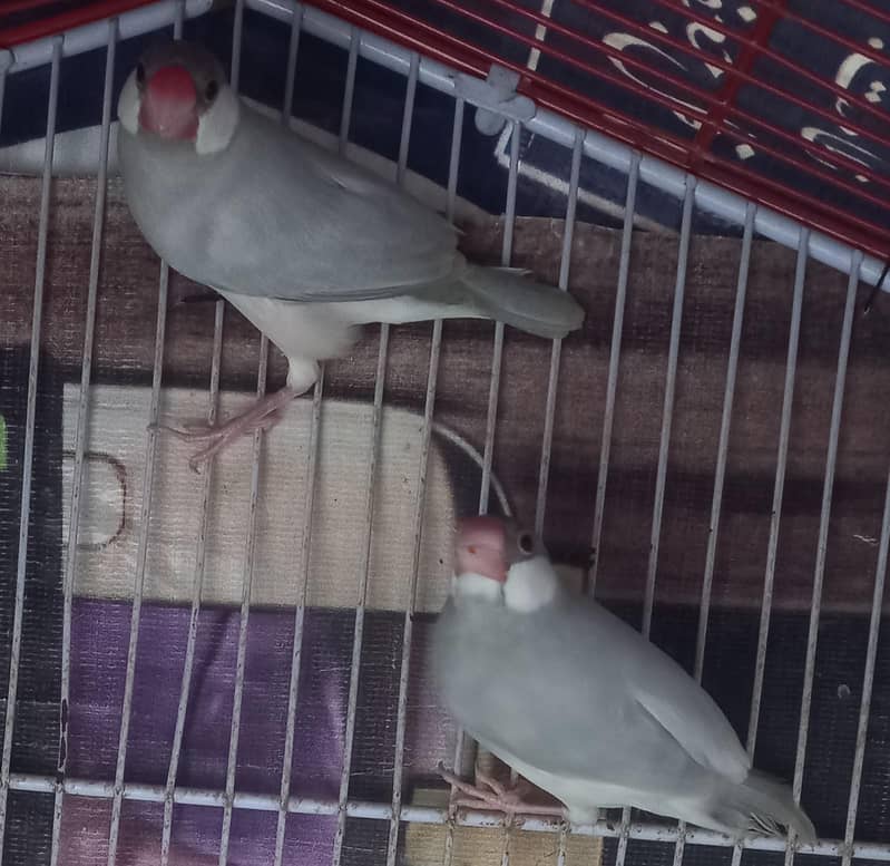 Silver Java finch 2