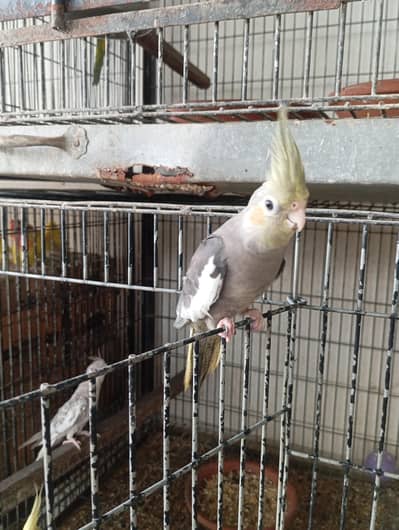 grey cocktail hand tame chick
