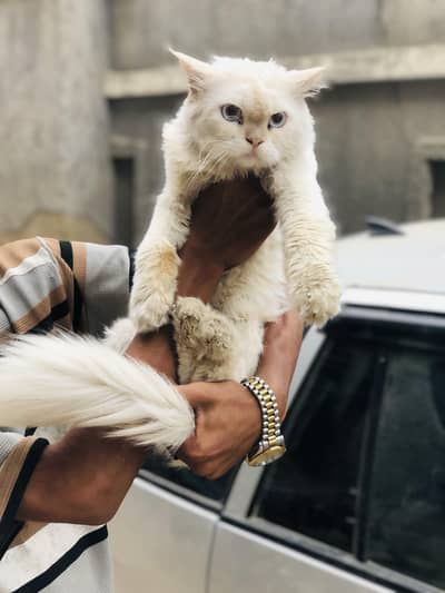Male cat for sale high quality