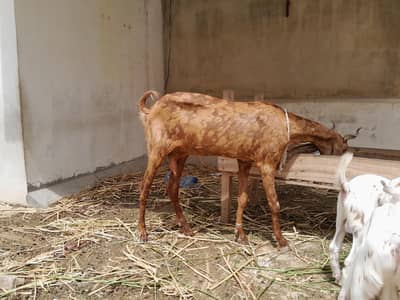 AJRAK GOAT