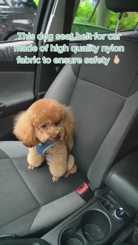 SafeRide Luxe — Adjustable Premium Pet Car Safety Belt — photo 8