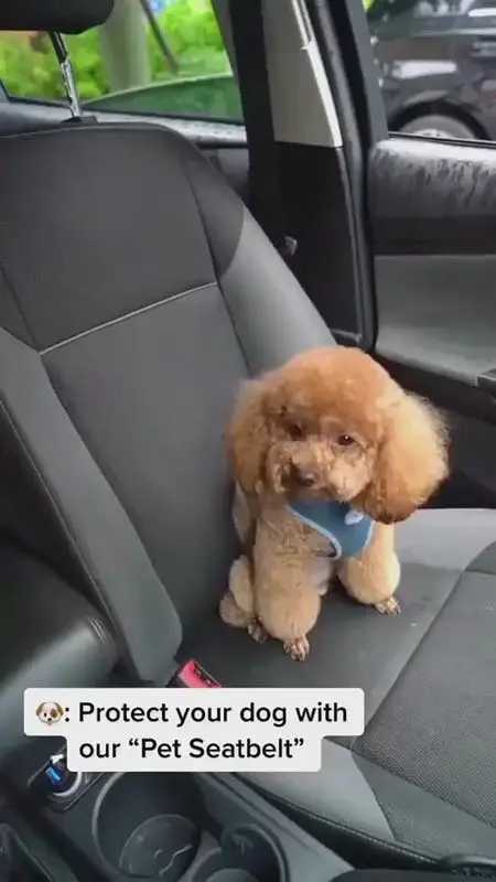 SafeRide Luxe — Adjustable Premium Pet Car Safety Belt — photo 10