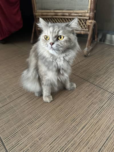 Grey coat cat Persian ( Sir Fluffington ) litter trained