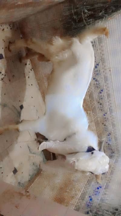Breeder Bakra